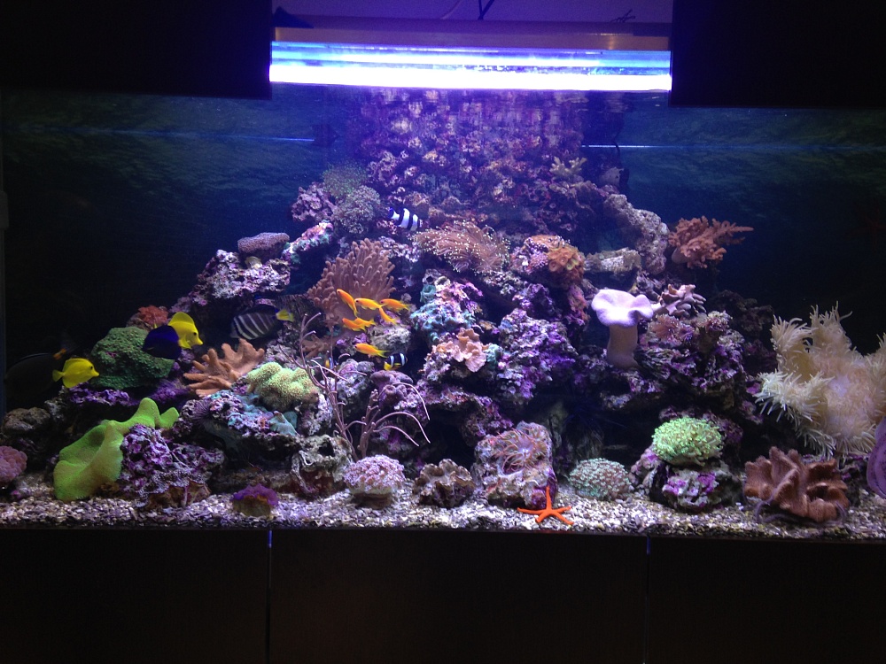 Морской аквариум на заказ